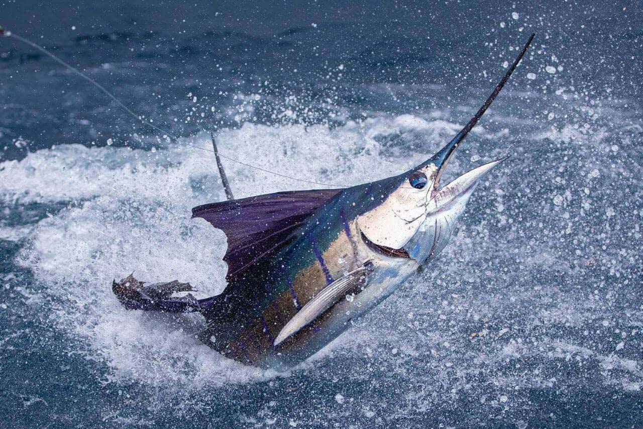 Blue Sky Cabo