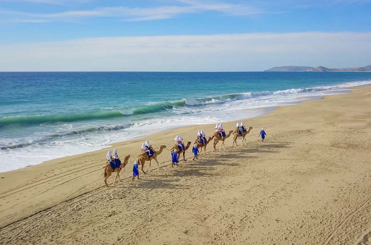 Cabo Adventure Camel