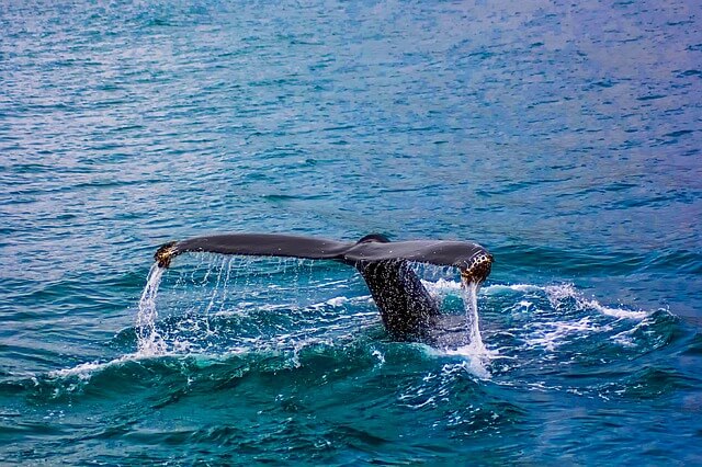 Whale Watching in Cabo San Lucas