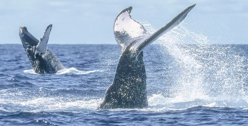 Luxury Yacht Tours in Cabo San Lucas