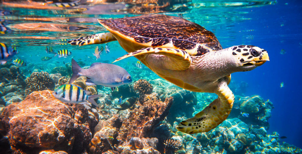 Things to do in Cabo San Lucas
